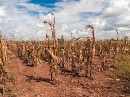 Zimbabwe lithium mining crisis