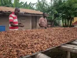 From Chocolate to Gold: How the Cocoa Crash 2026 Is Driving West African Farmers Into Illegal Mining