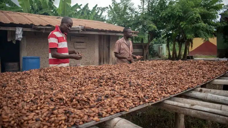 From Chocolate to Gold: How the Cocoa Crash 2026 Is Driving West African Farmers Into Illegal Mining