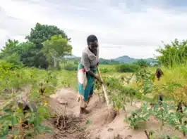 Africa food security crisis impact on agriculture