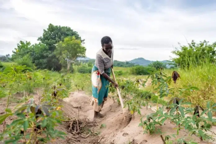 Africa food security crisis impact on agriculture