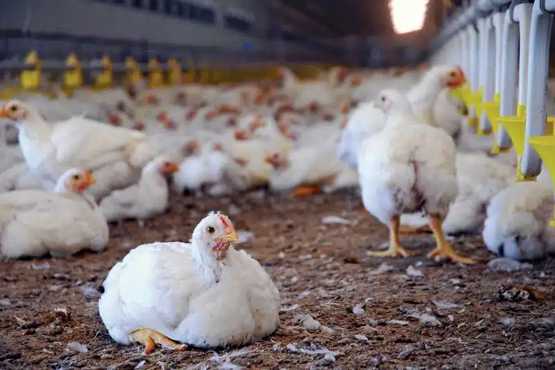 Nigeria China Poultry Partnership Targets Food Prices With 900 Million Dollar Investment