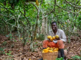 Ghana Passes Cocoa Farm Protection Law With 20-Year Jail Term for Violators