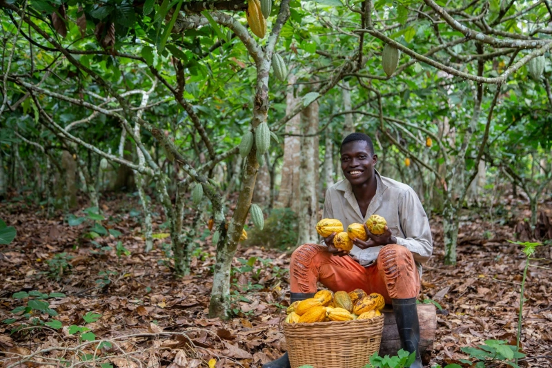 Ghana Passes Cocoa Farm Protection Law With 20-Year Jail Term for Violators