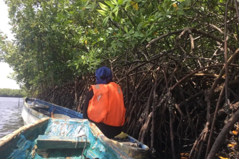Women Power Tanbi Wetland Mangrove Restoration to Shield Banjul from Flooding