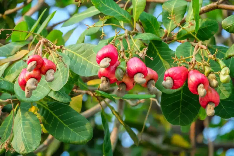 Cashew smuggling: Bissau’s “zero tolerance” meets a price gap at the Senegal border