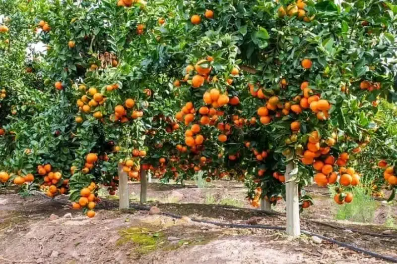 Botswana citrus exports: Boko takes the China pitch to Beijing